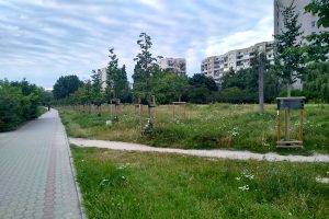 Trawnik wzdłuż al. KEN